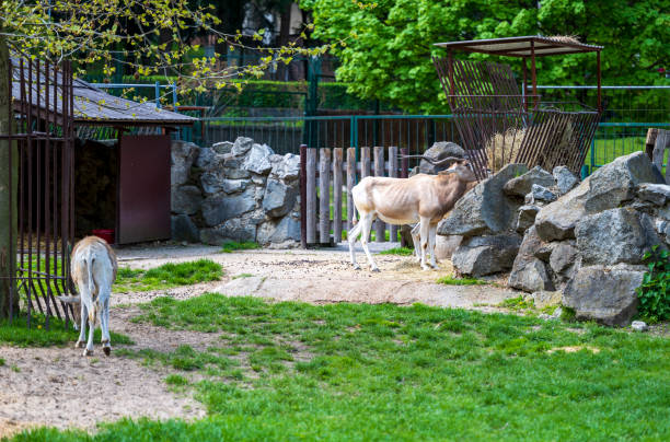 istock Addax nasomaculatus feeds on straw from the feeder 2078496334
