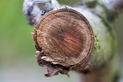 Detail of a cut cross-section of a tree. Blurred background.