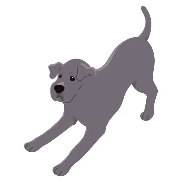 Vector illustration of Simple and cute playful Great Dane illustration flat colored