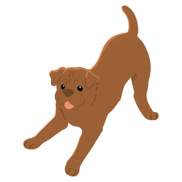 Vector illustration of Simple and cute playful French Mastiff illustration flat colored