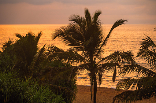 Palm tree on beach, golden illumination of sea, sunset. Waskaduwa, Sri Lanka.