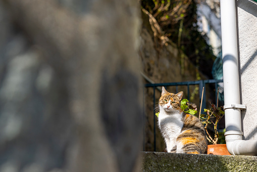 a cat looking at the camera on the street