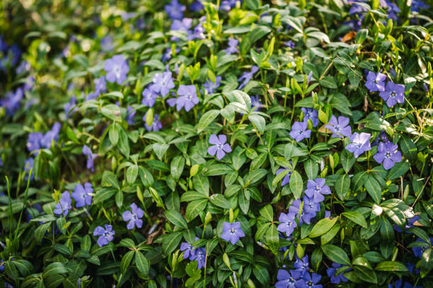 Vinca minor lesser periwinkle ornamental flowers in bloom