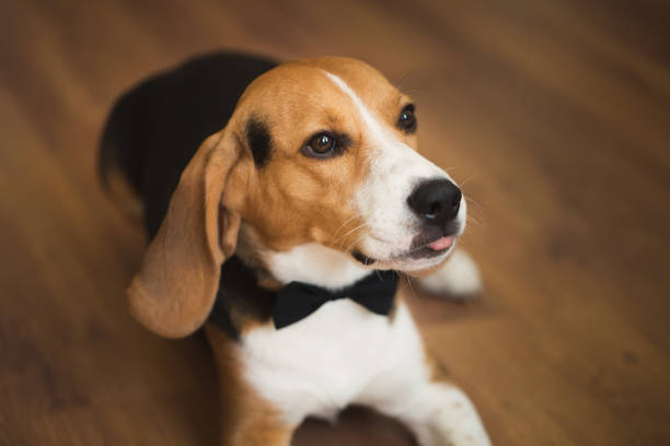A smart dog in a bow tie at a wedding.