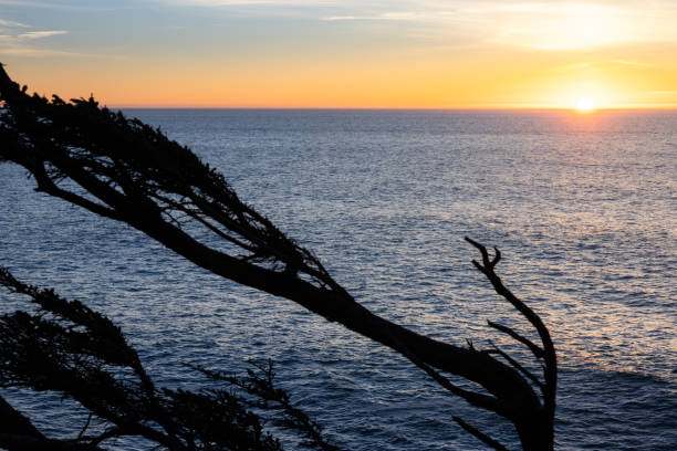 A tree is silhouetted against the ocean at sunset. The sky is a mix of orange and blue hues