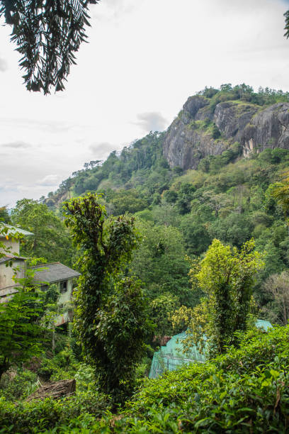 istock high mountain tea plantation in Sri Lanka 2078538052