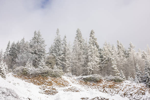 istock A snowy hillside with a forest of trees covered in snow 2078542296