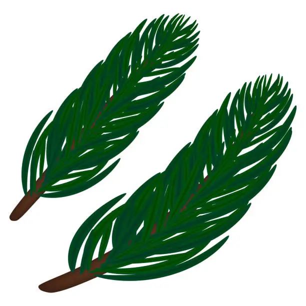 Vector illustration of Two green spruce branches, Christmas