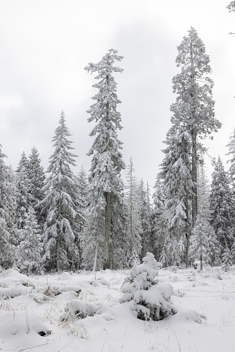 A snowy forest with three tall pine trees. The trees are covered in snow and the sky is cloudy. Scene is peaceful and serene, as the snow-covered trees create a quiet and calm atmosphere