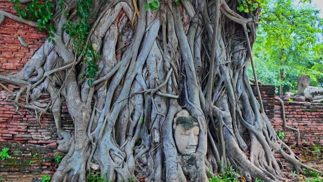 Amazing Bodhi roots wrapped around the Buddha's head