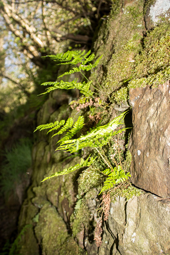 Small epiphytic ferns growing out of a moss-covered stone wall, in the gorge of Haltwhistle burn in Northumbria, England.