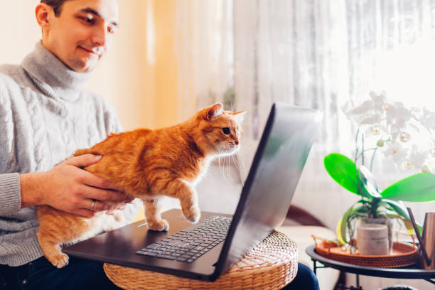 istock Man working online from home with pet using laptop. Ginger cat looks at screen interested in computer. 2078588510