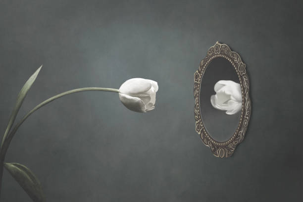 istock illustration of white tulip looking at itself in the mirror, vanity surreal concept 2078590101
