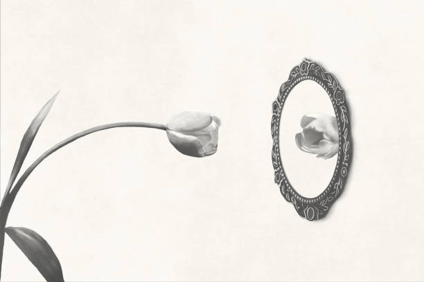 istock illustration of white tulip looking at itself in the mirror, vanity surreal concept 2078590620