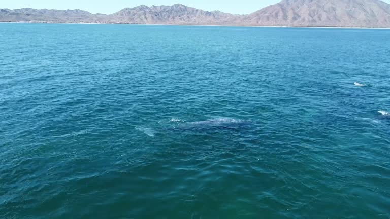 Couple of grey whales swimming below water surface with Baja California coast in background, Mexico. Copy space