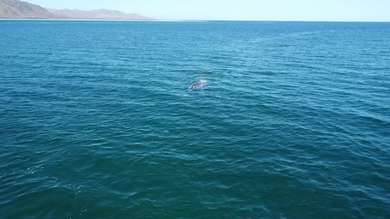 Gray whales blowing water in open ocean close to Mexican coast. Aerial drone view