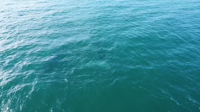 Couple of grey whales swimming underwater. Aerial drone view