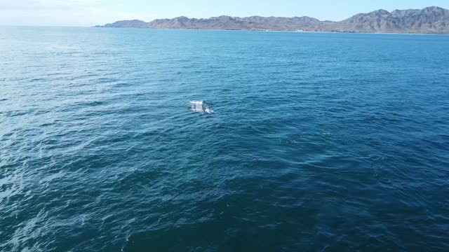 Scenic view of grey whales swimming along coast of Baja California Sur in Mexico. Aerial drone perspective