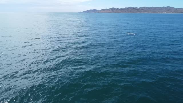 Grey whale swimming below water surface, Baja California, Mexico. Aerial forward and copy space