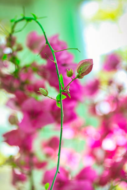 A vase filled with pink flowers sits on top of a table, providing a calming and beautiful display.
