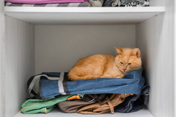 istock ginger cat lies hidden in the closet. 2078605182