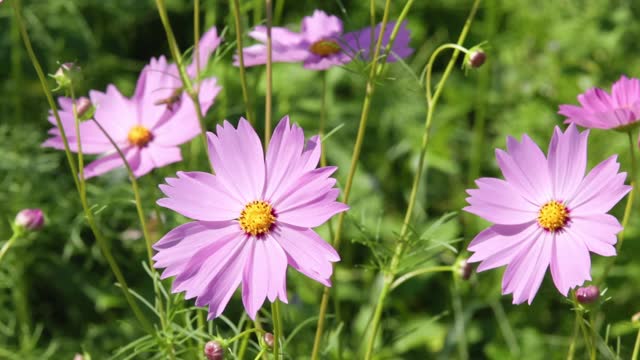 Slow motion cosmos flower