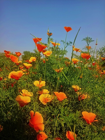 Catching a view of orange poppies plants with sky in the background and above .