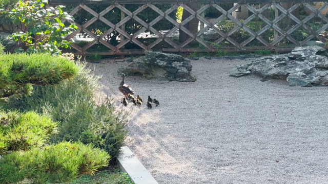 Mother duck walks with ducklings in the Japanese garden of Monaco at sunset