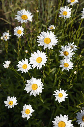 Chamomile in the nature. Chamomile flower field. Field of camomiles at sunny day at nature. Camomile daisy flowers in summer day. Leucanthemum vulgare, ox-eye or dog daisy. Widespread flowering plant