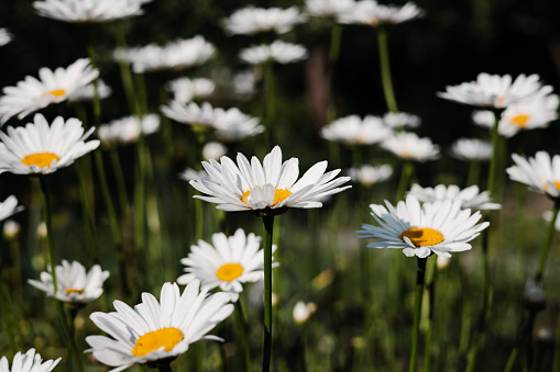 Chamomile in the nature. Chamomile flower field. Field of camomiles at sunny day at nature. Camomile daisy flowers in summer day. Leucanthemum vulgare, ox-eye or dog daisy. Widespread flowering plant