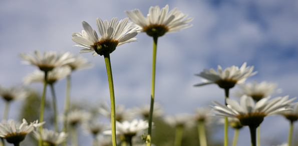Chamomile in the nature. Chamomile flowers on background of bright blue sky. Leucanthemum vulgare, ox-eye or dog daisy. Widespread flowering plant