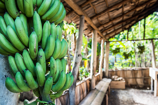 Cluster of fresh green bananas