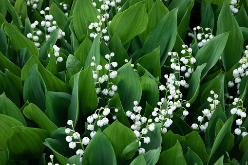 Blooming lily of the valley flowers in clearing in the forest. Natural background with blooming lilies of the valley. Dizzying aroma. Selective focus. Summer.