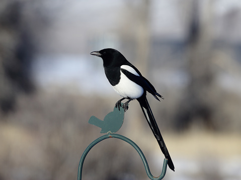 The Eurasian Magpie or Common Magpie (Pica pica) on the ground in spring