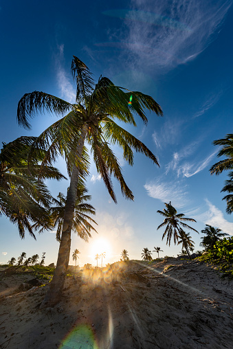 Sunset Sihouette Palm Tree