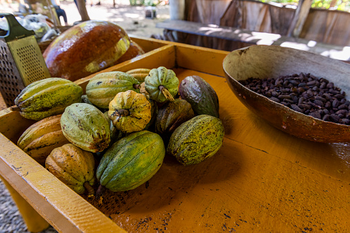 Cocoa fruits and seeds