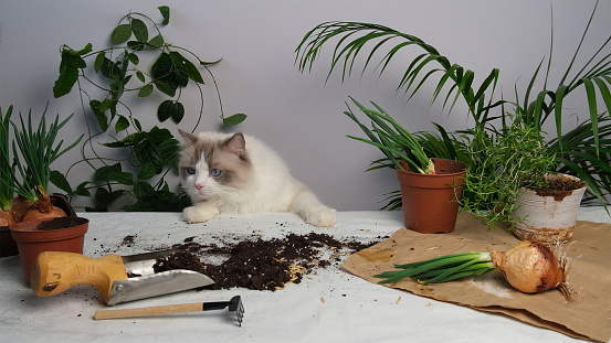 Cat, green plants and soil.
