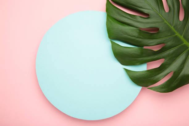 istock Tropical leaves Monstera on pink background. Frame, space for text 2078640469
