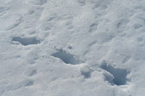 Single set of fresh dog tracks in the snow.   Three prints.