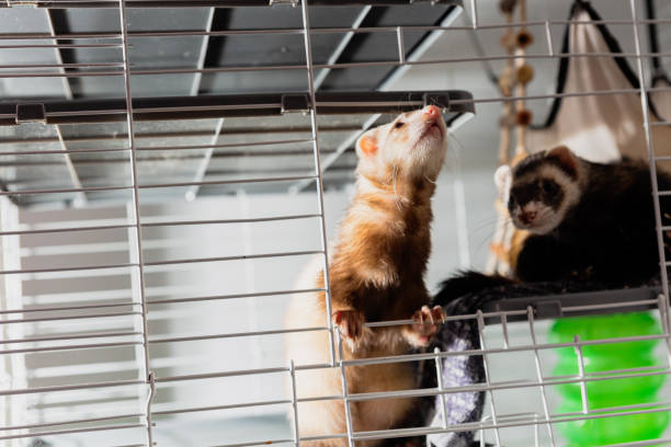 istock Brown and tan ferrets in a wire cage curiously looking out 2078664106
