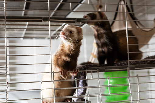 Brown and tan ferrets in a wire cage curiously looking out