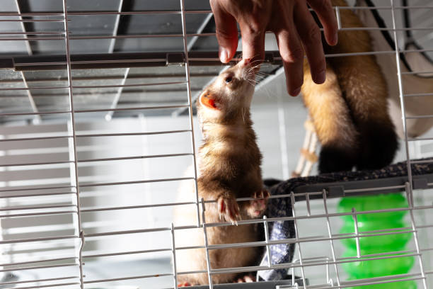 istock Ferrets in a wire cage curiously looking out sniffing human hand 2078664643