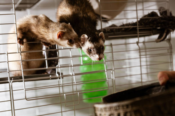 istock Brown and tan ferrets in a wire cage curiously looking out 2078664656