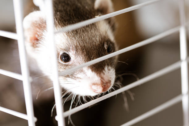 istock Ferret hind paws holding human fingers 2078664662
