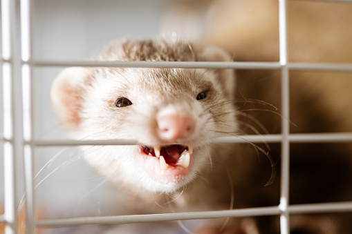 Cute fluffy pet ferret in woman hands hugs human shoulder and looks over it. Love between human and animals.