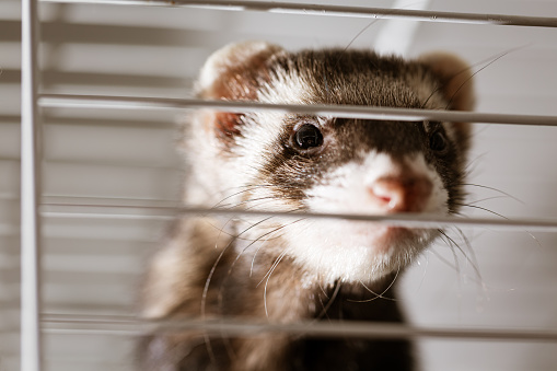 Ferret in a wire cage looking out