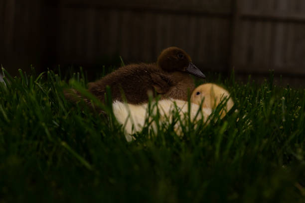 Little newborn ducklings are walking in backyard on green grass on sunny day. Ducklings play together in fresh air and run around the lawn. Selective focus.