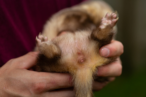 Ferret paws and underbelly of ferret in human man hands