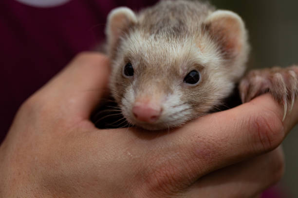 istock Human man hand holding a ferret 2078671698