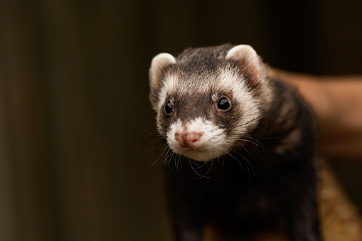 ferret in the forest, wild, nature, mustelid, carnivore